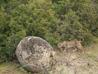 The Iberian lynx is leaving the danger of extinction behind in Sierra de Andujar Natural Park, Andalusia, Spain, on June 20, 2024. The Inter...