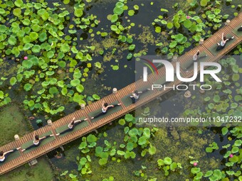 Yoga lovers are practicing yoga on the lotus pond trestle at Tiande Lake Park in Taizhou, China, on June 21, 2024. (