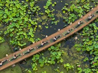 Yoga lovers are practicing yoga on the lotus pond trestle at Tiande Lake Park in Taizhou, China, on June 21, 2024. (