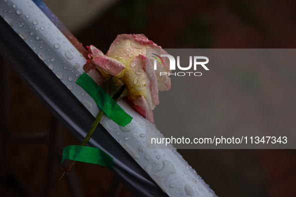 A pink rose is being pasted with tape to decorate the venue as rain is delaying yoga on the 10th International Yoga Day Celebrations in Bara...