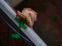 A pink rose is being pasted with tape to decorate the venue as rain is delaying yoga on the 10th International Yoga Day Celebrations in Bara...