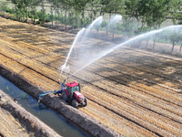 Villagers are carrying out irrigation work in Guangming village, Lianyungang city, East China's Jiangsu province, on June 21, 2024. (