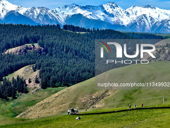 Tourists are enjoying snow-capped mountains, forests, and grasslands at the grassland section of Qilian Mountain National Park in Zhangye ci...