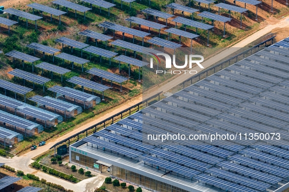 A general view of an agricultural 40 MW new energy photovoltaic power plant is being seen in the West Coast New Area of Qingdao, Shandong pr...