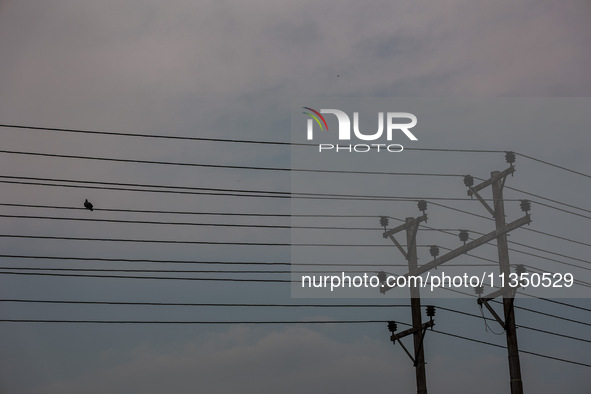 A pigeon is sitting on a power line in Srinagar, Jammu and Kashmir, India, on June 22, 2024. 