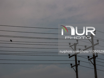 A pigeon is sitting on a power line in Srinagar, Jammu and Kashmir, India, on June 22, 2024. (