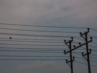 A pigeon is sitting on a power line in Srinagar, Jammu and Kashmir, India, on June 22, 2024. (