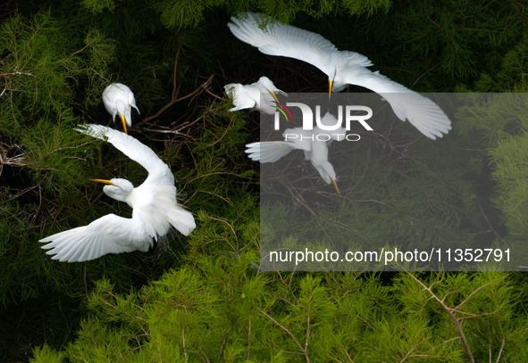 Flocks of egrets are breeding and foraging in the branches of the water forest scenic spot in Jinhu County, Huai'an city, East China's Jiang...