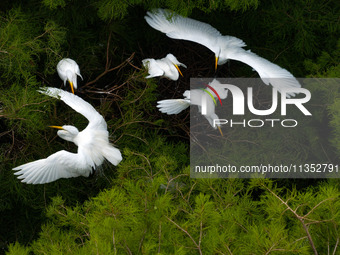 Flocks of egrets are breeding and foraging in the branches of the water forest scenic spot in Jinhu County, Huai'an city, East China's Jiang...