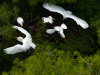 Flocks of egrets are breeding and foraging in the branches of the water forest scenic spot in Jinhu County, Huai'an city, East China's Jiang...