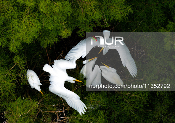 Flocks of egrets are breeding and foraging in the branches of the water forest scenic spot in Jinhu County, Huai'an city, East China's Jiang...