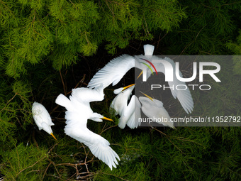 Flocks of egrets are breeding and foraging in the branches of the water forest scenic spot in Jinhu County, Huai'an city, East China's Jiang...