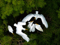 Flocks of egrets are breeding and foraging in the branches of the water forest scenic spot in Jinhu County, Huai'an city, East China's Jiang...