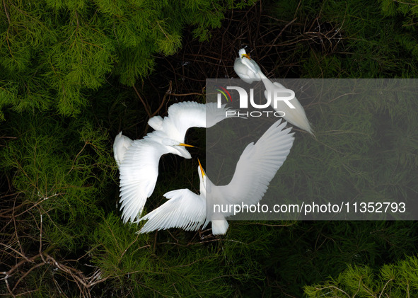 Flocks of egrets are breeding and foraging in the branches of the water forest scenic spot in Jinhu County, Huai'an city, East China's Jiang...