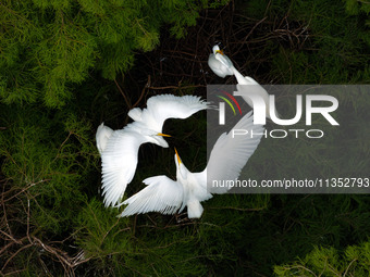 Flocks of egrets are breeding and foraging in the branches of the water forest scenic spot in Jinhu County, Huai'an city, East China's Jiang...