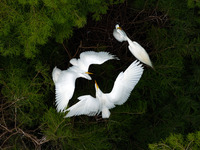 Flocks of egrets are breeding and foraging in the branches of the water forest scenic spot in Jinhu County, Huai'an city, East China's Jiang...