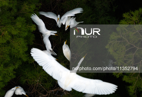 Flocks of egrets are breeding and foraging in the branches of the water forest scenic spot in Jinhu County, Huai'an city, East China's Jiang...