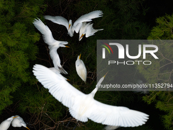 Flocks of egrets are breeding and foraging in the branches of the water forest scenic spot in Jinhu County, Huai'an city, East China's Jiang...