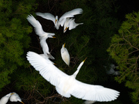 Flocks of egrets are breeding and foraging in the branches of the water forest scenic spot in Jinhu County, Huai'an city, East China's Jiang...