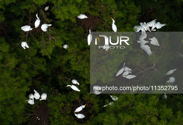 Flocks of egrets are breeding and foraging in the branches of the water forest scenic spot in Jinhu County, Huai'an city, East China's Jiang...