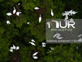 Flocks of egrets are breeding and foraging in the branches of the water forest scenic spot in Jinhu County, Huai'an city, East China's Jiang...