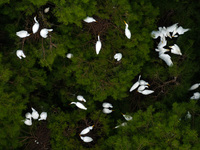 Flocks of egrets are breeding and foraging in the branches of the water forest scenic spot in Jinhu County, Huai'an city, East China's Jiang...