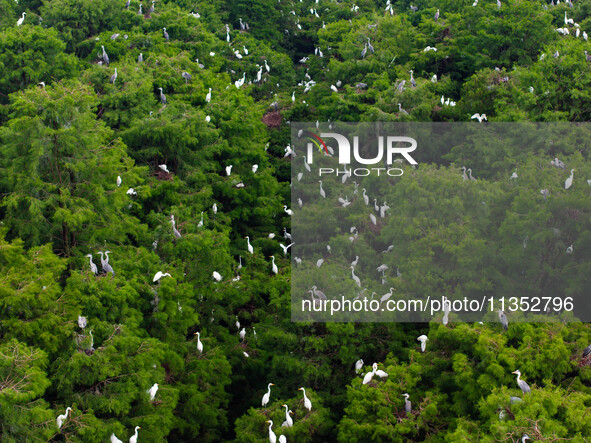 Flocks of egrets are breeding and foraging in the branches of the water forest scenic spot in Jinhu County, Huai'an city, East China's Jiang...