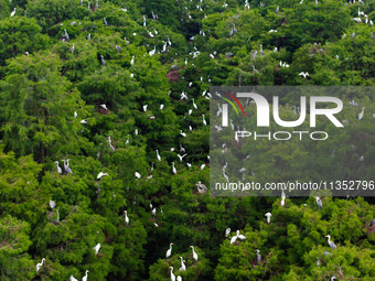 Flocks of egrets are breeding and foraging in the branches of the water forest scenic spot in Jinhu County, Huai'an city, East China's Jiang...