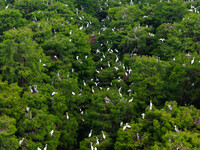 Flocks of egrets are breeding and foraging in the branches of the water forest scenic spot in Jinhu County, Huai'an city, East China's Jiang...