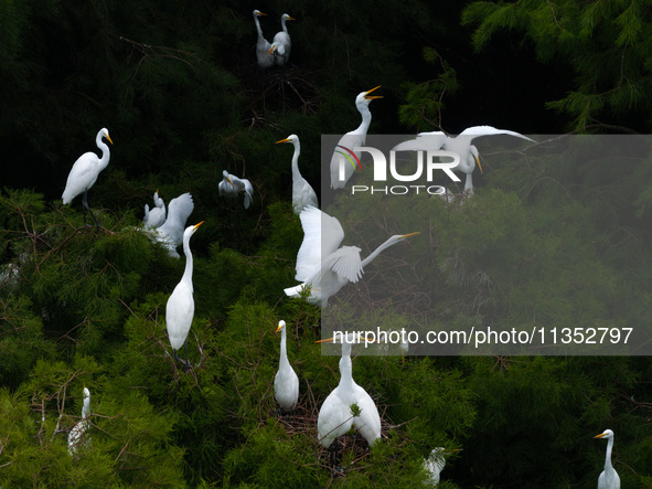 Flocks of egrets are breeding and foraging in the branches of the water forest scenic spot in Jinhu County, Huai'an city, East China's Jiang...