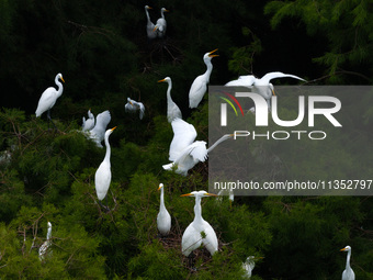 Flocks of egrets are breeding and foraging in the branches of the water forest scenic spot in Jinhu County, Huai'an city, East China's Jiang...