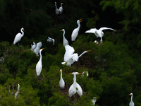 Flocks of egrets are breeding and foraging in the branches of the water forest scenic spot in Jinhu County, Huai'an city, East China's Jiang...