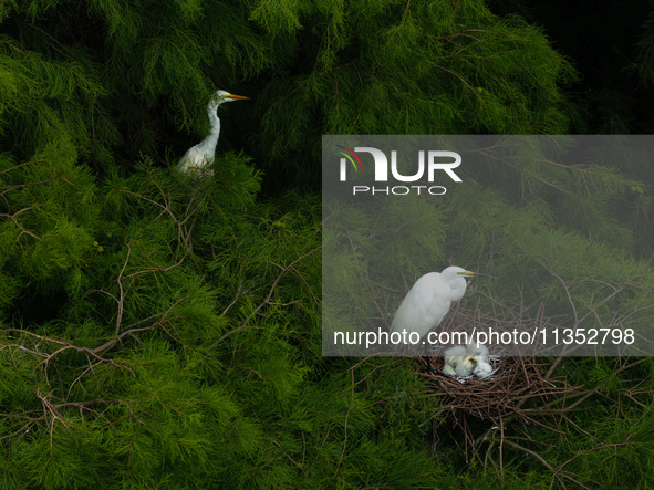 Flocks of egrets are breeding and foraging in the branches of the water forest scenic spot in Jinhu County, Huai'an city, East China's Jiang...