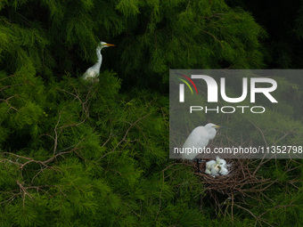 Flocks of egrets are breeding and foraging in the branches of the water forest scenic spot in Jinhu County, Huai'an city, East China's Jiang...