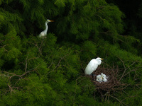 Flocks of egrets are breeding and foraging in the branches of the water forest scenic spot in Jinhu County, Huai'an city, East China's Jiang...