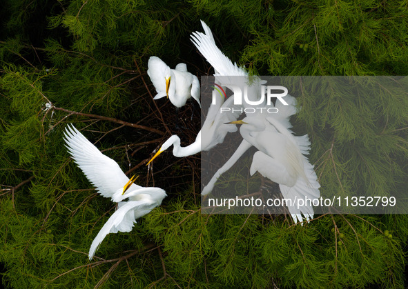 Flocks of egrets are breeding and foraging in the branches of the water forest scenic spot in Jinhu County, Huai'an city, East China's Jiang...