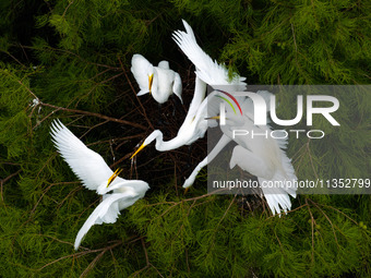 Flocks of egrets are breeding and foraging in the branches of the water forest scenic spot in Jinhu County, Huai'an city, East China's Jiang...