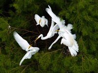 Flocks of egrets are breeding and foraging in the branches of the water forest scenic spot in Jinhu County, Huai'an city, East China's Jiang...