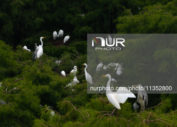 Flocks of egrets are breeding and foraging in the branches of the water forest scenic spot in Jinhu County, Huai'an city, East China's Jiang...