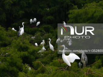 Flocks of egrets are breeding and foraging in the branches of the water forest scenic spot in Jinhu County, Huai'an city, East China's Jiang...