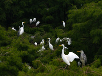 Flocks of egrets are breeding and foraging in the branches of the water forest scenic spot in Jinhu County, Huai'an city, East China's Jiang...