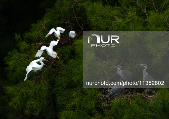 Flocks of egrets are breeding and foraging in the branches of the water forest scenic spot in Jinhu County, Huai'an city, East China's Jiang...