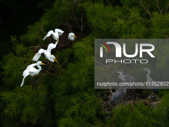 Flocks of egrets are breeding and foraging in the branches of the water forest scenic spot in Jinhu County, Huai'an city, East China's Jiang...