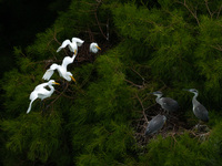 Flocks of egrets are breeding and foraging in the branches of the water forest scenic spot in Jinhu County, Huai'an city, East China's Jiang...