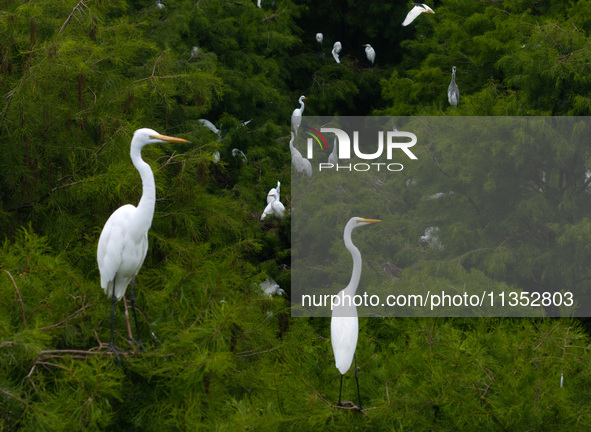 Flocks of egrets are breeding and foraging in the branches of the water forest scenic spot in Jinhu County, Huai'an city, East China's Jiang...