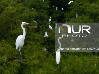 Flocks of egrets are breeding and foraging in the branches of the water forest scenic spot in Jinhu County, Huai'an city, East China's Jiang...