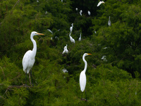 Flocks of egrets are breeding and foraging in the branches of the water forest scenic spot in Jinhu County, Huai'an city, East China's Jiang...