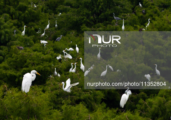 Flocks of egrets are breeding and foraging in the branches of the water forest scenic spot in Jinhu County, Huai'an city, East China's Jiang...