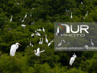 Flocks of egrets are breeding and foraging in the branches of the water forest scenic spot in Jinhu County, Huai'an city, East China's Jiang...