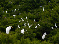 Flocks of egrets are breeding and foraging in the branches of the water forest scenic spot in Jinhu County, Huai'an city, East China's Jiang...